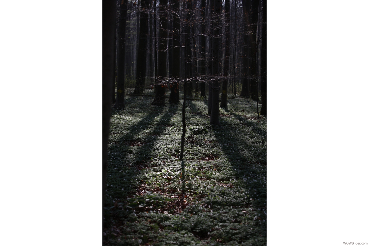 wald // heilbronn